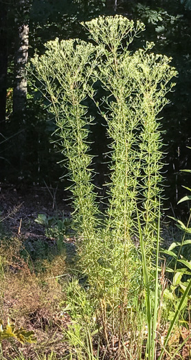 image of Eupatorium hyssopifolium, Hyssopleaf Boneset, Hyssopleaf Thoroughwort, Hyssopleaf Eupatorium