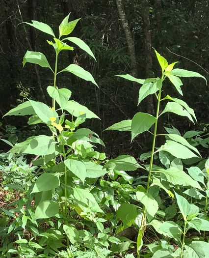 image of Verbesina occidentalis, Southern Crownbeard, Yellow Crownbeard