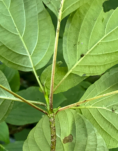 petiole