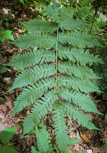 image of Dryopteris goldieana, Goldie's Woodfern