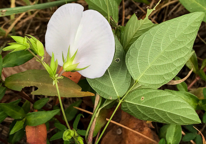 image of Centrosema virginianum var. virginianum, Climbing Butterfly-pea, Spurred Butterfly-pea