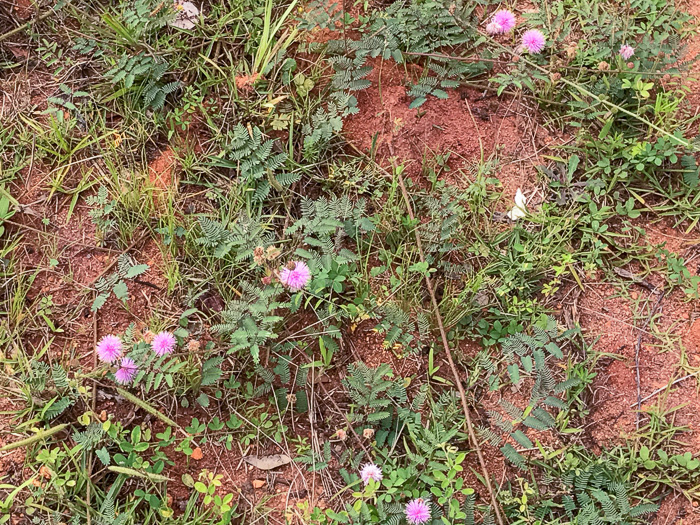 image of Mimosa microphylla, Littleleaf Sensitive-briar, Eastern Sensitive-briar