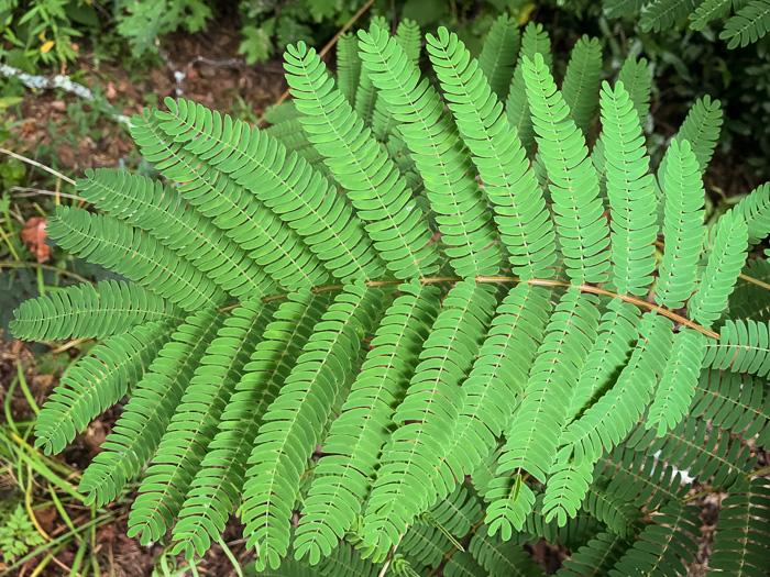 image of Albizia julibrissin, Mimosa, Silktree, Albizia