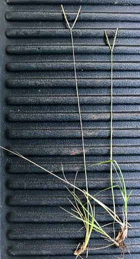 image of Paspalum notatum, Bahia-grass