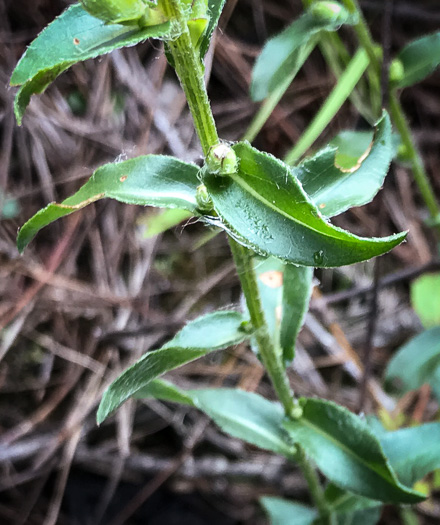 image of Chrysopsis mariana, Maryland Goldenaster