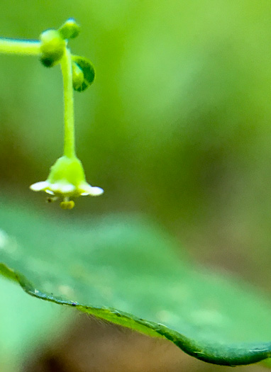 image of Euphorbia apocynifolia, Limestone Flowering Spurge?