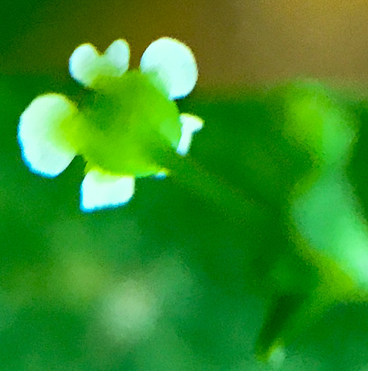 image of Euphorbia apocynifolia, Limestone Flowering Spurge?