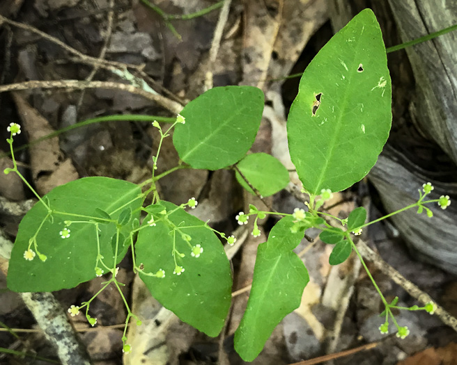 image of Euphorbia apocynifolia, Limestone Flowering Spurge?