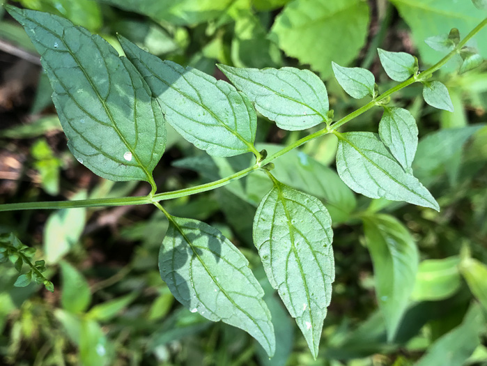 image of Scutellaria lateriflora, Mad-dog Skullcap, Tall Blue Skullcap