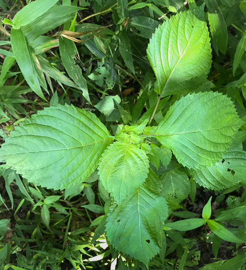 image of Perilla frutescens, Beefsteak-plant, Perilla