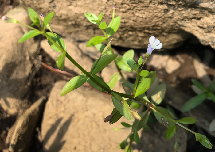 image of Lindernia dubia var. dubia, Yellowseed False Pimpernel