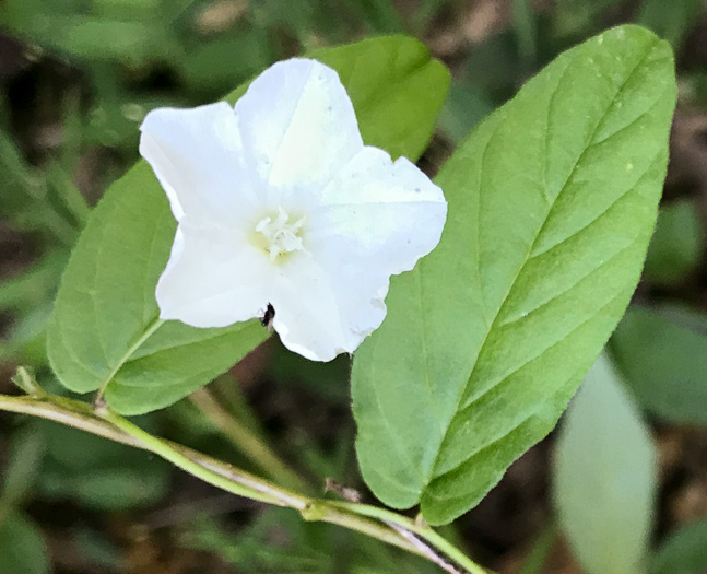 image of Stylisma humistrata, Southern Dawnflower