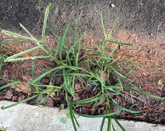 image of Eleusine indica, Goosegrass, Yard Grass, Indian Goose-grass