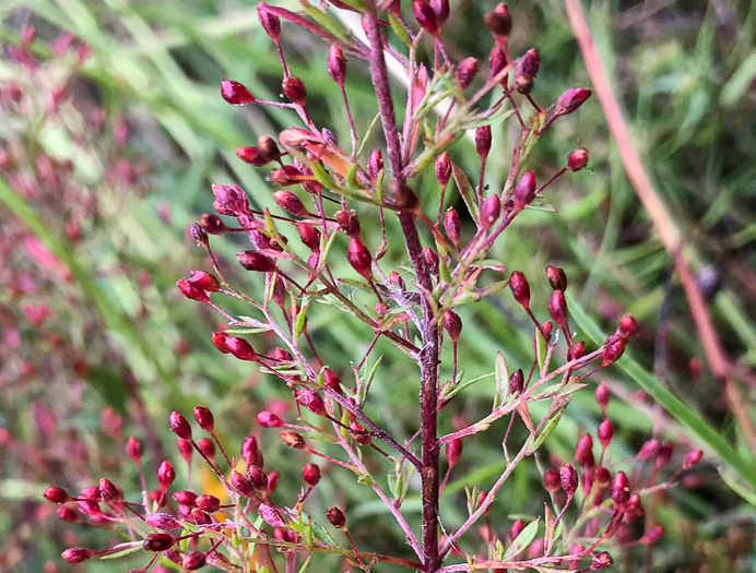 image of Lechea racemulosa, Racemose Pinweed, Appalachian Pinweed, Oblong-fruit Pinweed