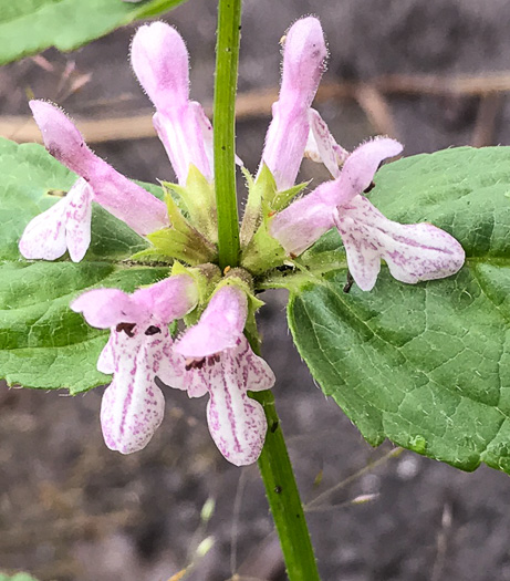 image of Stachys latidens, Broadtooth Hedgenettle