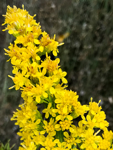 image of Solidago simulans, Granite Dome Goldenrod, Cliffside Goldenrod