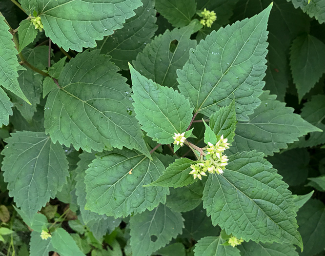 Common White Snakeroot