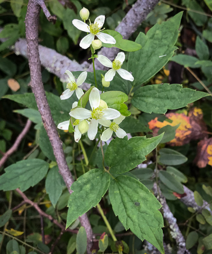 image of Clematis virginiana, Virgin's Bower