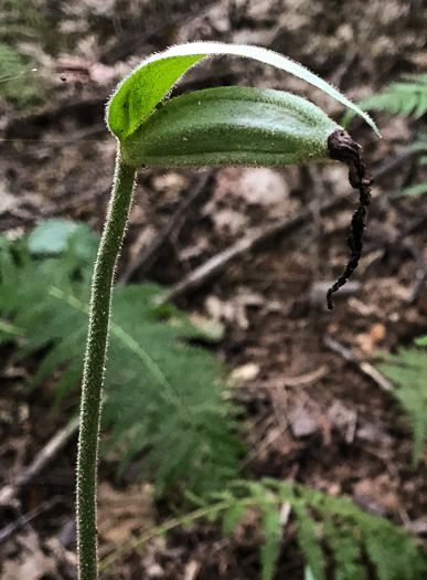 image of Cypripedium acaule, Pink Lady's Slipper, Mocassin Flower