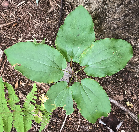 image of Smilax biltmoreana, Biltmore Carrionflower