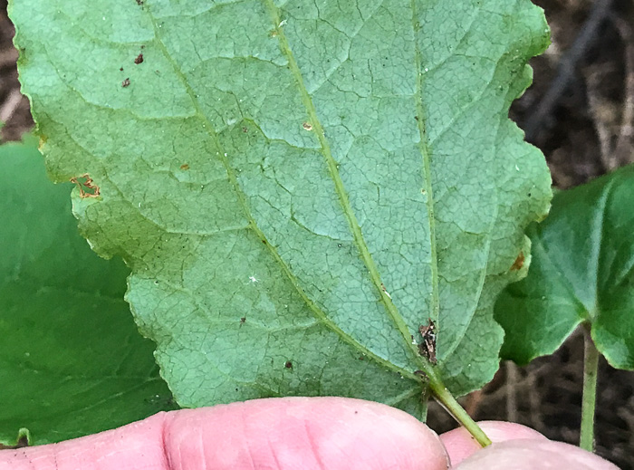 image of Smilax biltmoreana, Biltmore Carrionflower