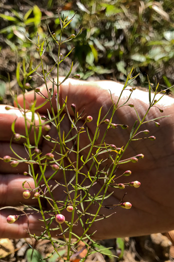 image of Lechea racemulosa, Racemose Pinweed, Appalachian Pinweed, Oblong-fruit Pinweed