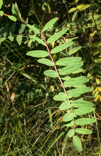 Astragalus canadensis var. canadensis, Canada Milkvetch