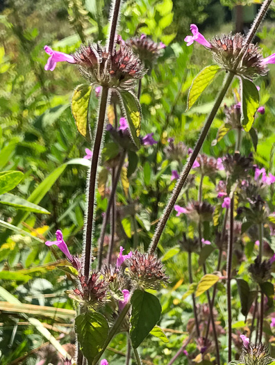 image of Clinopodium vulgare, Wild Basil