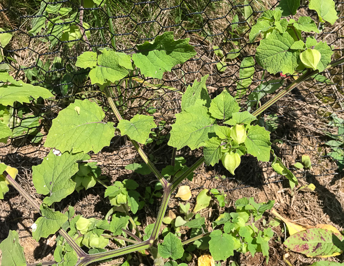 image of Physalis heterophylla, Clammy Ground-cherry