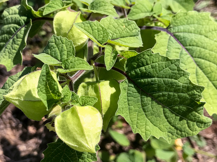 image of Physalis heterophylla, Clammy Ground-cherry