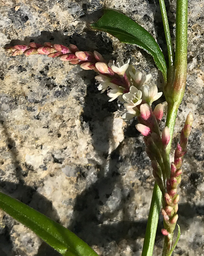 image of Persicaria maculosa, Spotted Lady's-thumb, Heart's-ease