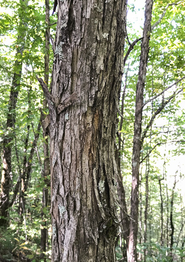 image of Ostrya virginiana, American Hop-hornbeam, Ironwood, Eastern Hop-hornbeam, Leverwood