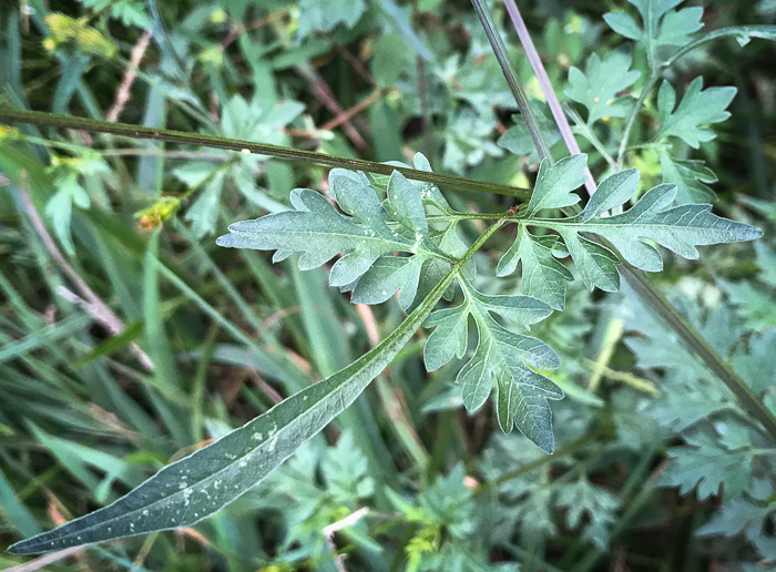 image of Bidens bipinnata, Spanish Needles