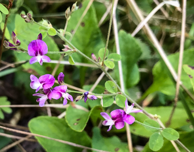 image of Lespedeza procumbens, Downy Trailing Lespedeza, Trailing Bush-clover