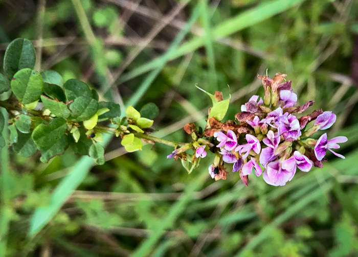 image of Lespedeza violacea, Wand Lespedeza, Wandlike Bush-clover, Violet Bush-clover