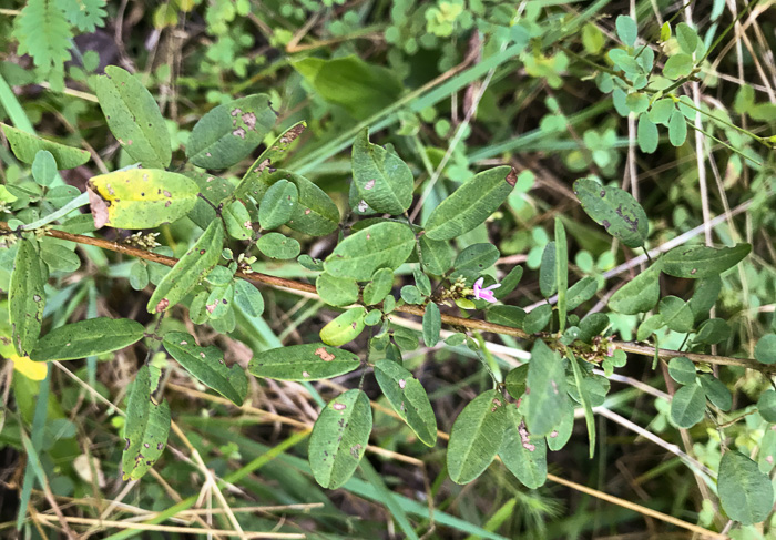 image of Lespedeza violacea, Wand Lespedeza, Wandlike Bush-clover, Violet Bush-clover