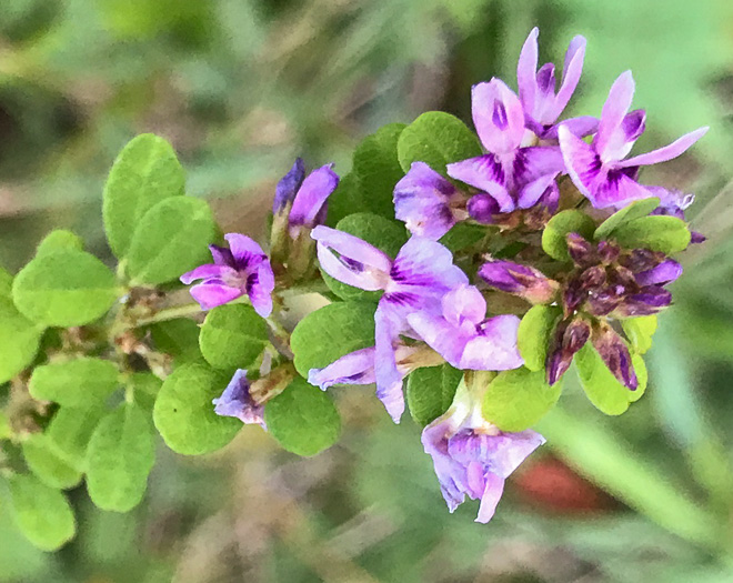 image of Lespedeza violacea, Wand Lespedeza, Wandlike Bush-clover, Violet Bush-clover