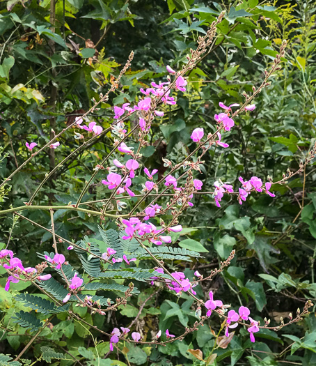 image of Desmodium viridiflorum, Velvety Tick-trefoil, Velvety Tick-clover