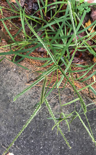 image of Eleusine indica, Goosegrass, Yard Grass, Indian Goose-grass