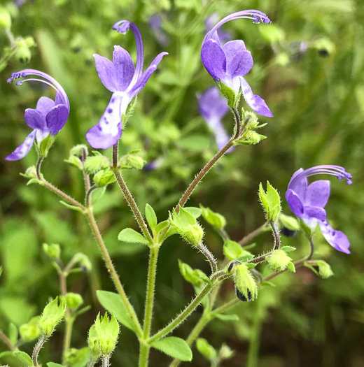 image of Trichostema dichotomum, Common Blue Curls, Forked Blue Curls