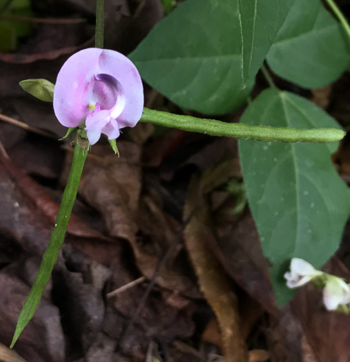 image of Strophostyles helvola, Annual Sand Bean, Beach Pea, Trailing Wild Bean, Trailing Fuzzy-Bean