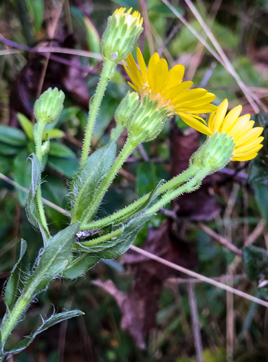 image of Chrysopsis mariana, Maryland Goldenaster