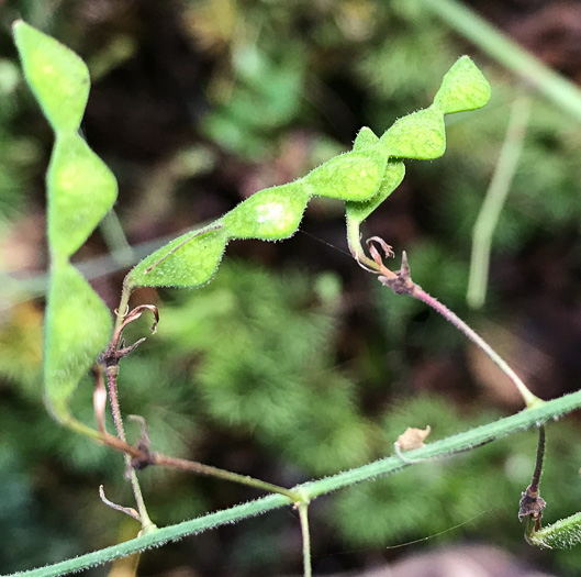 image of Desmodium laevigatum, Smooth Tick-trefoil