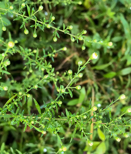 image of Symphyotrichum dumosum var. dumosum, Bushy Aster, Long-stalked Aster, Rice Button Aster