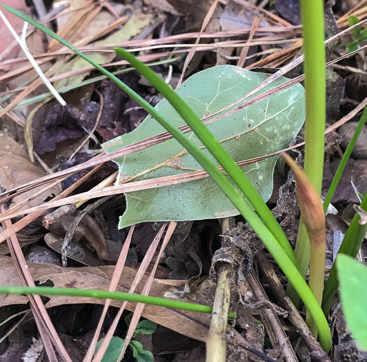 image of Zephyranthes candida, Fall Rain-lily, Autumn Zephyrlily