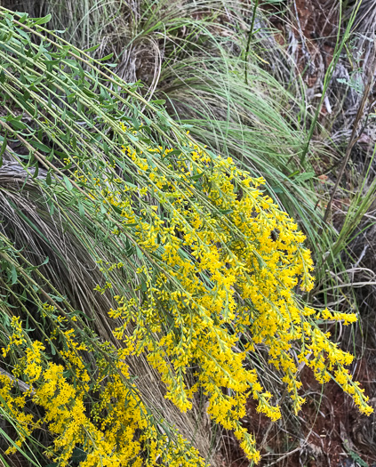 image of Solidago nemoralis var. nemoralis, Eastern Gray Goldenrod