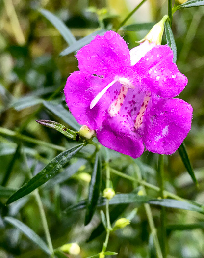 image of Agalinis purpurea, Purple Gerardia, Common Agalinis, Purple False Foxglove