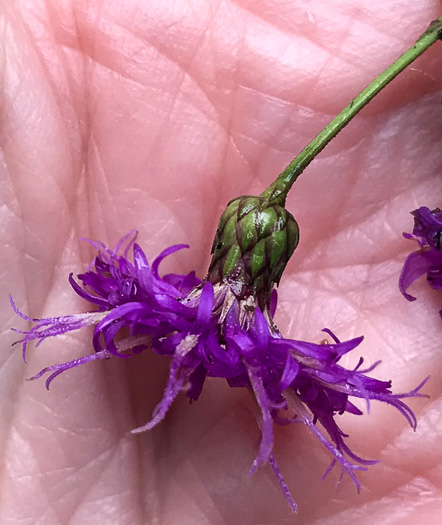 image of Vernonia gigantea, Tall Ironweed, Common Ironweed, Giant Ironweed