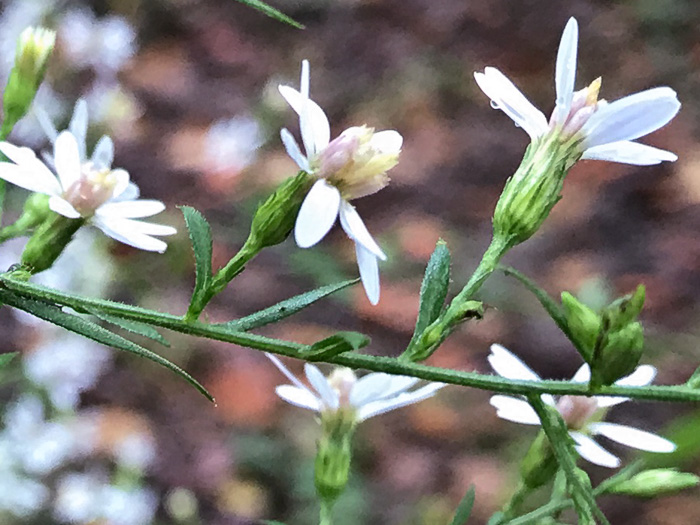 Symphyotrichum urophyllum, White Arrowleaf Aster, Arrowleaf Blue Wood Aster