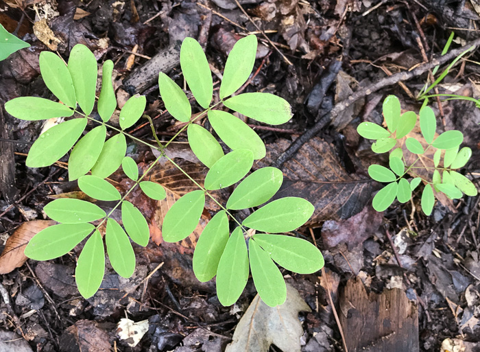 image of Senna obtusifolia, Coffeeweed, Sicklepod